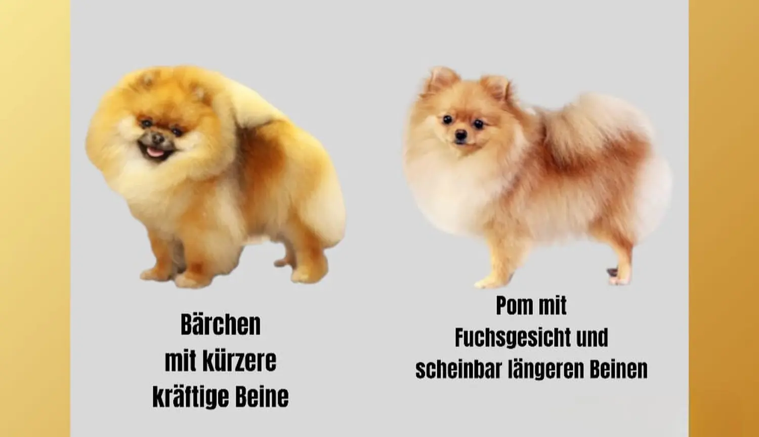 Pomeranianzucht - Hunderasse - Hund