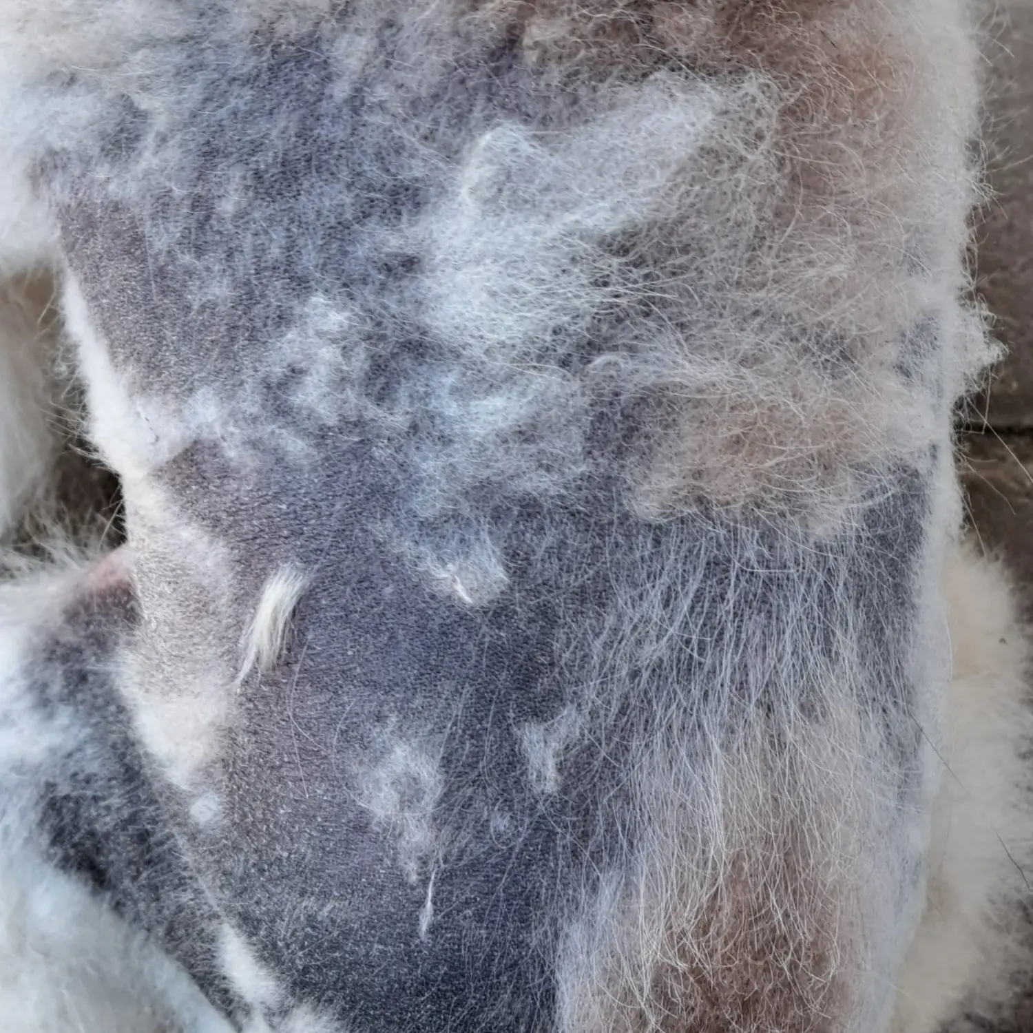 Pomeranianzucht - Hunderasse - HundeHundefell