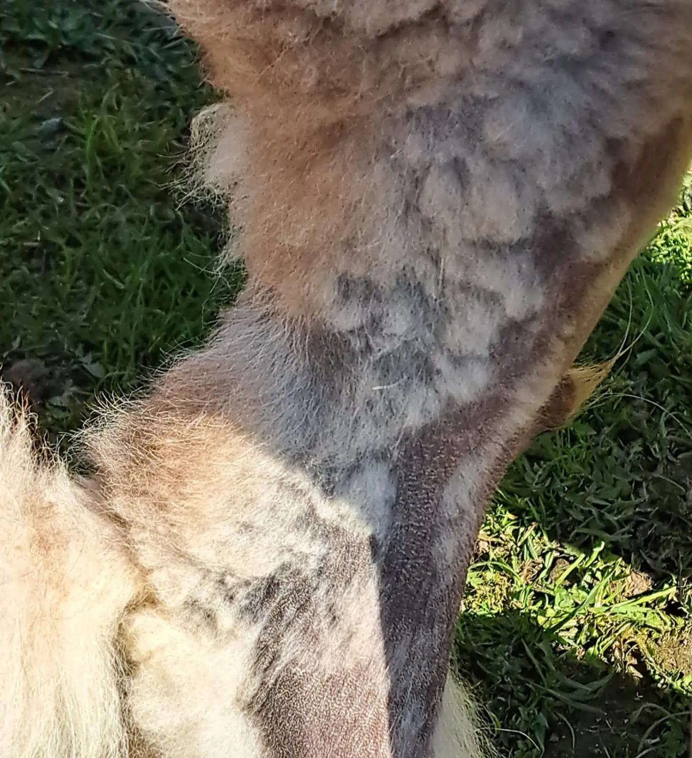 Pomeranianzucht - Hunderasse - HundeHundefell