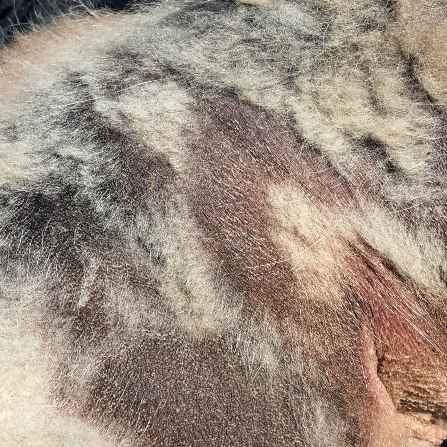 Pomeranianzucht - Hunderasse - HundeHundefell