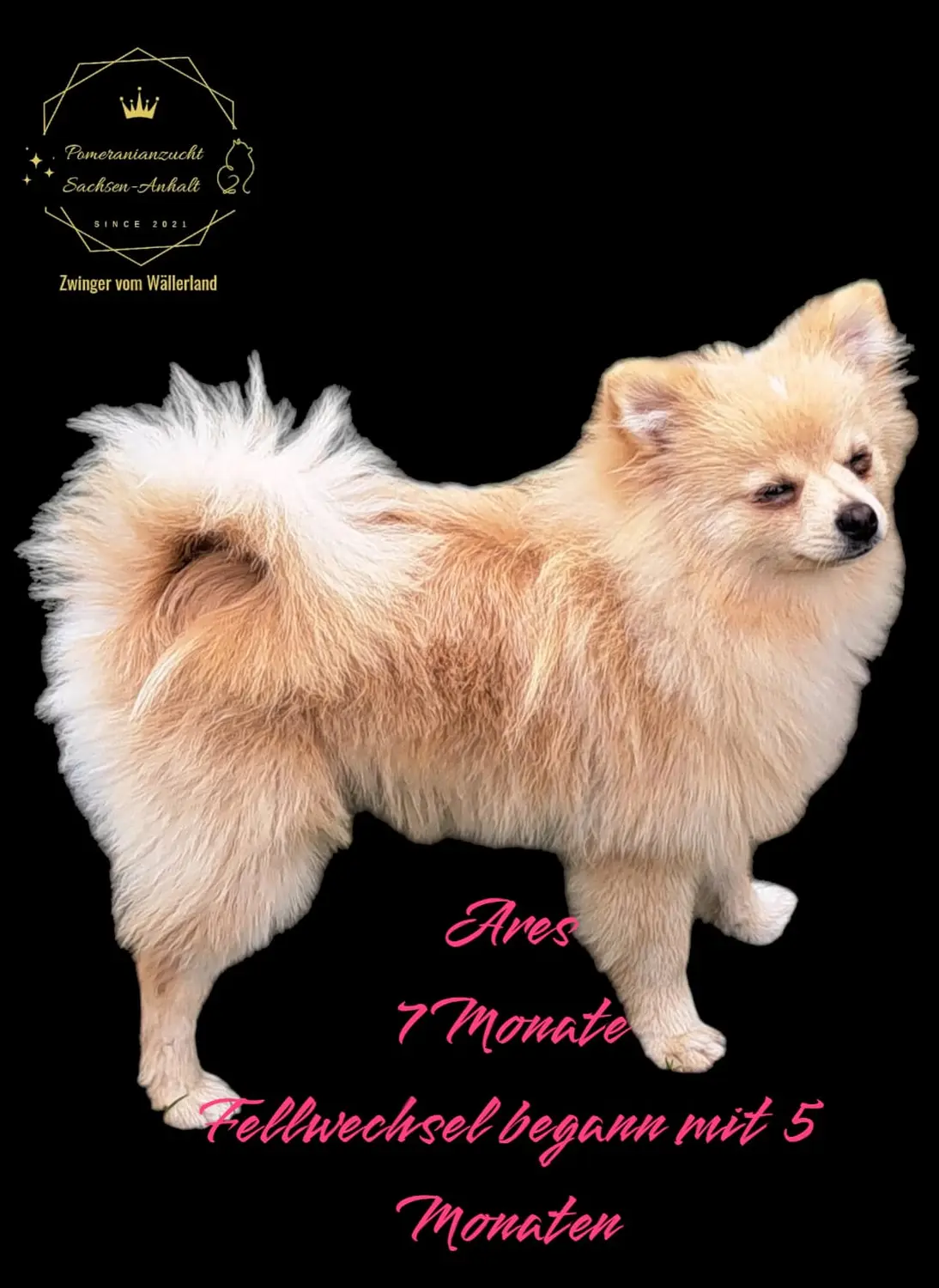 Pomeranianzucht - Hunderasse - Hund