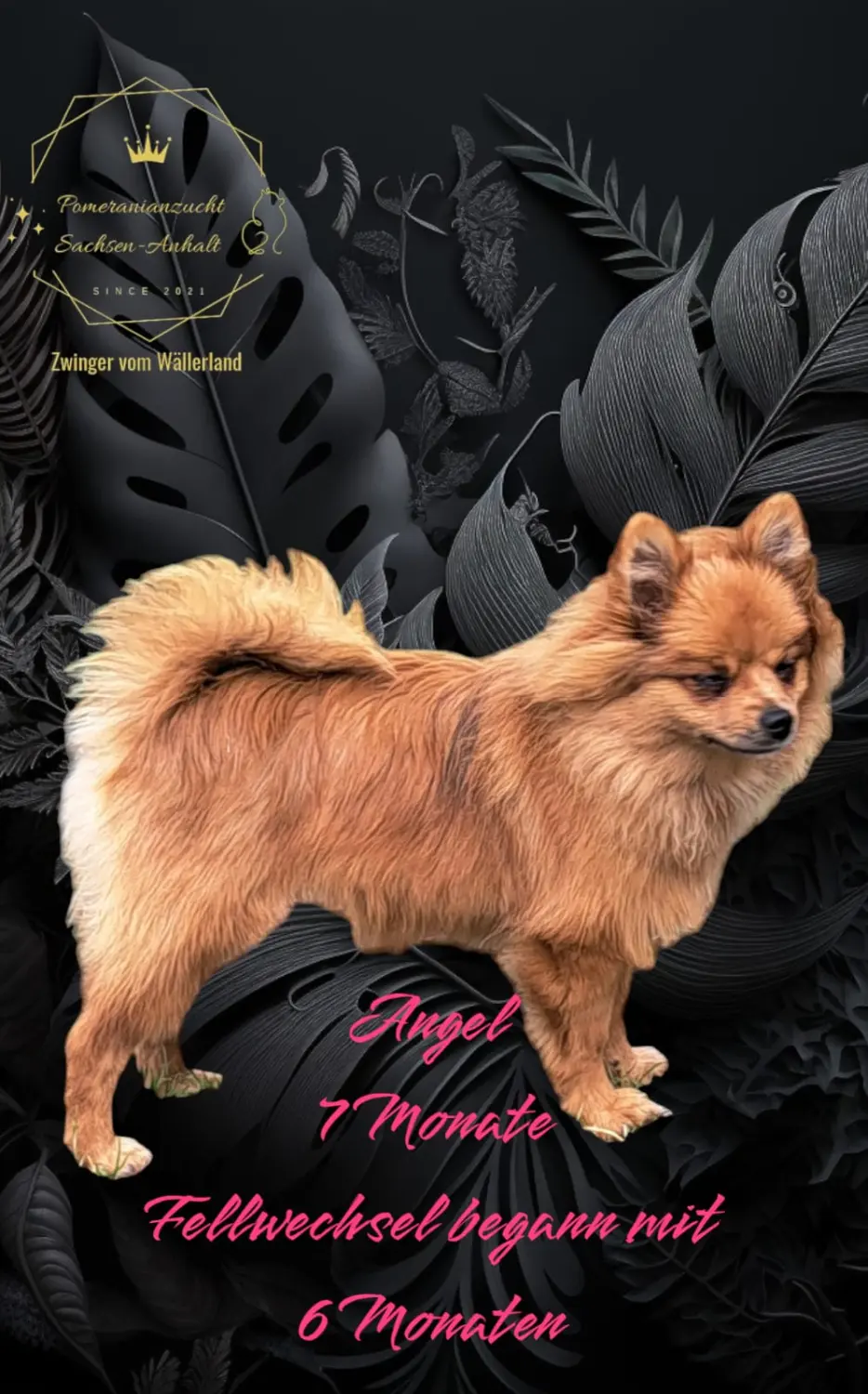 Pomeranianzucht - Hunderasse - Hund