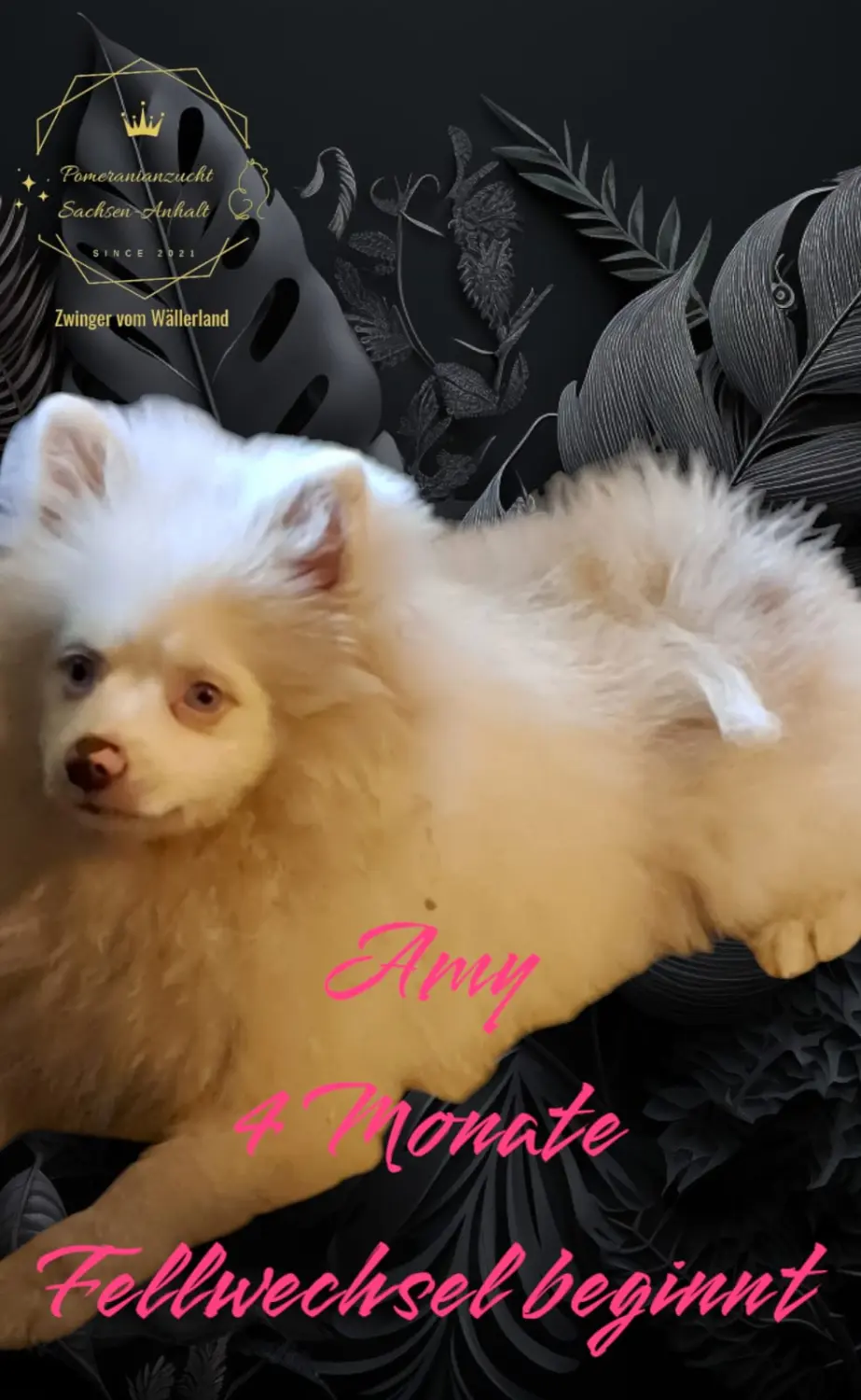 Pomeranianzucht - Hunderasse 