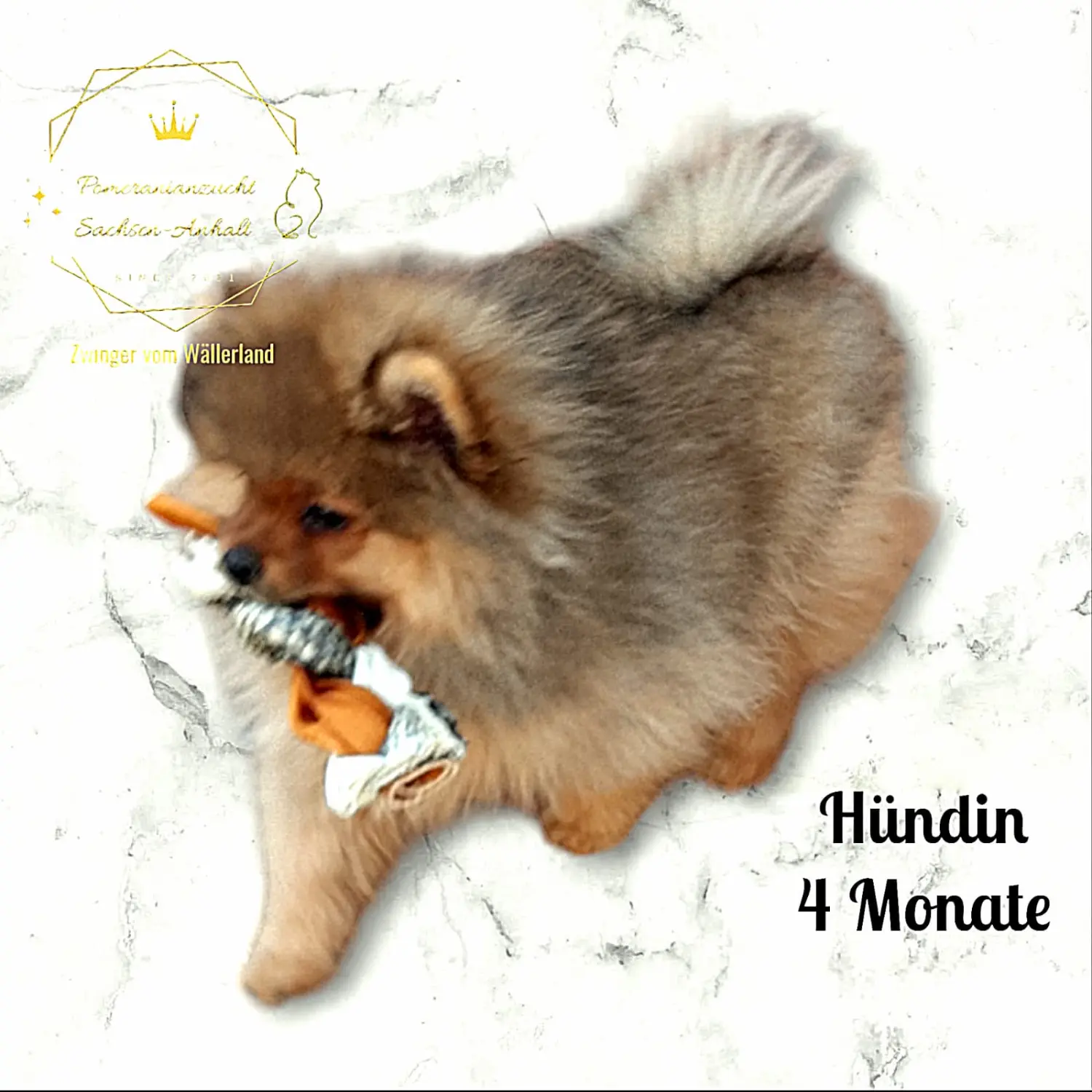 Pomeranianzucht - Hunderasse - Hund