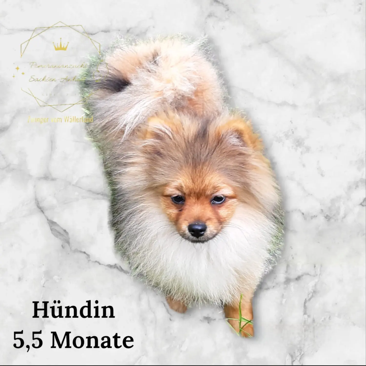 Pomeranianzucht - Hunderasse