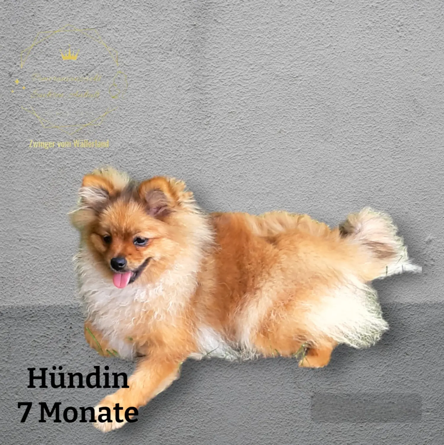 Pomeranianzucht - Hunderasse - Hund