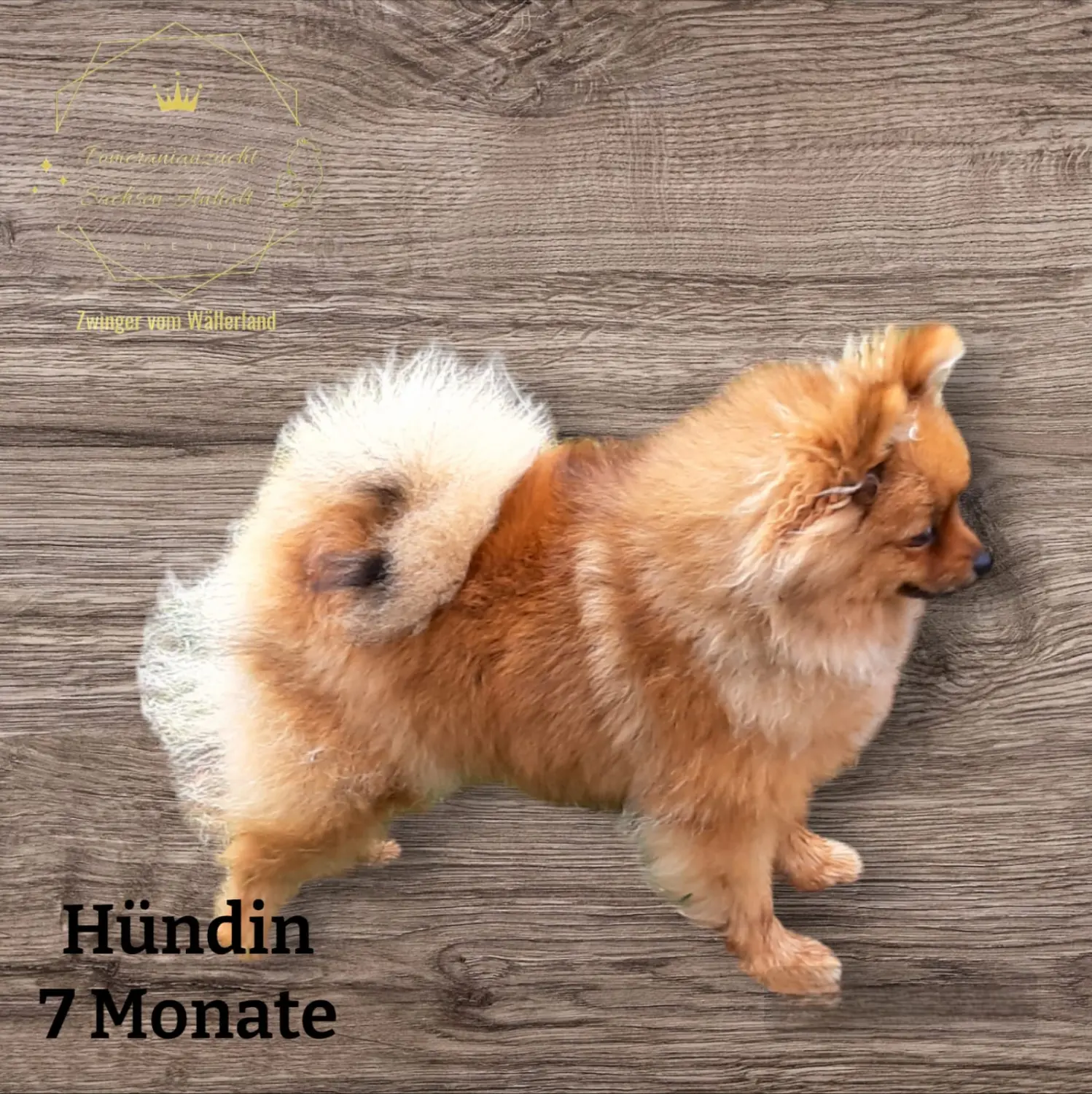 Pomeranianzucht - Hunderasse - Hund