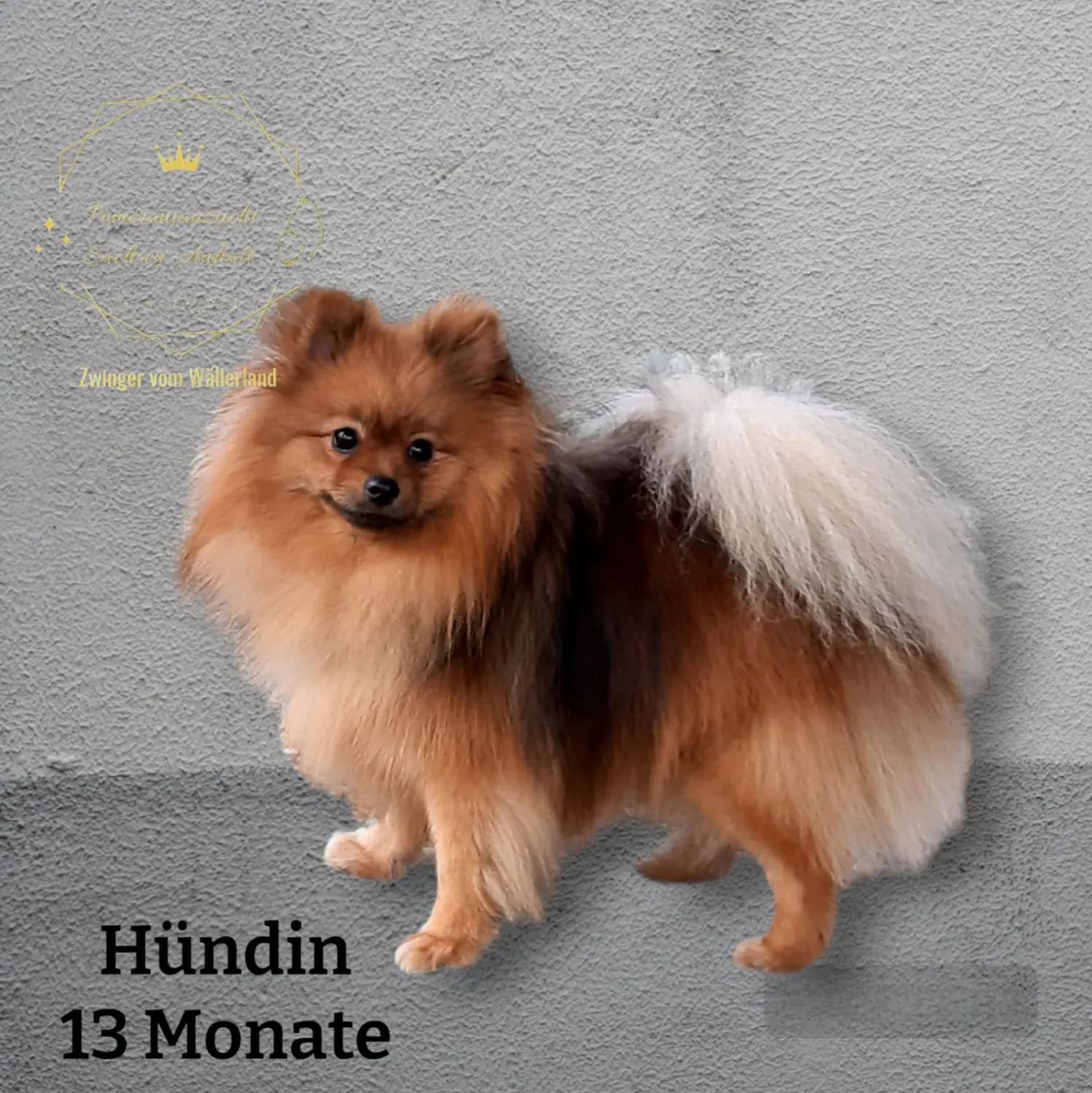 Pomeranianzucht - Hunderasse - Hund