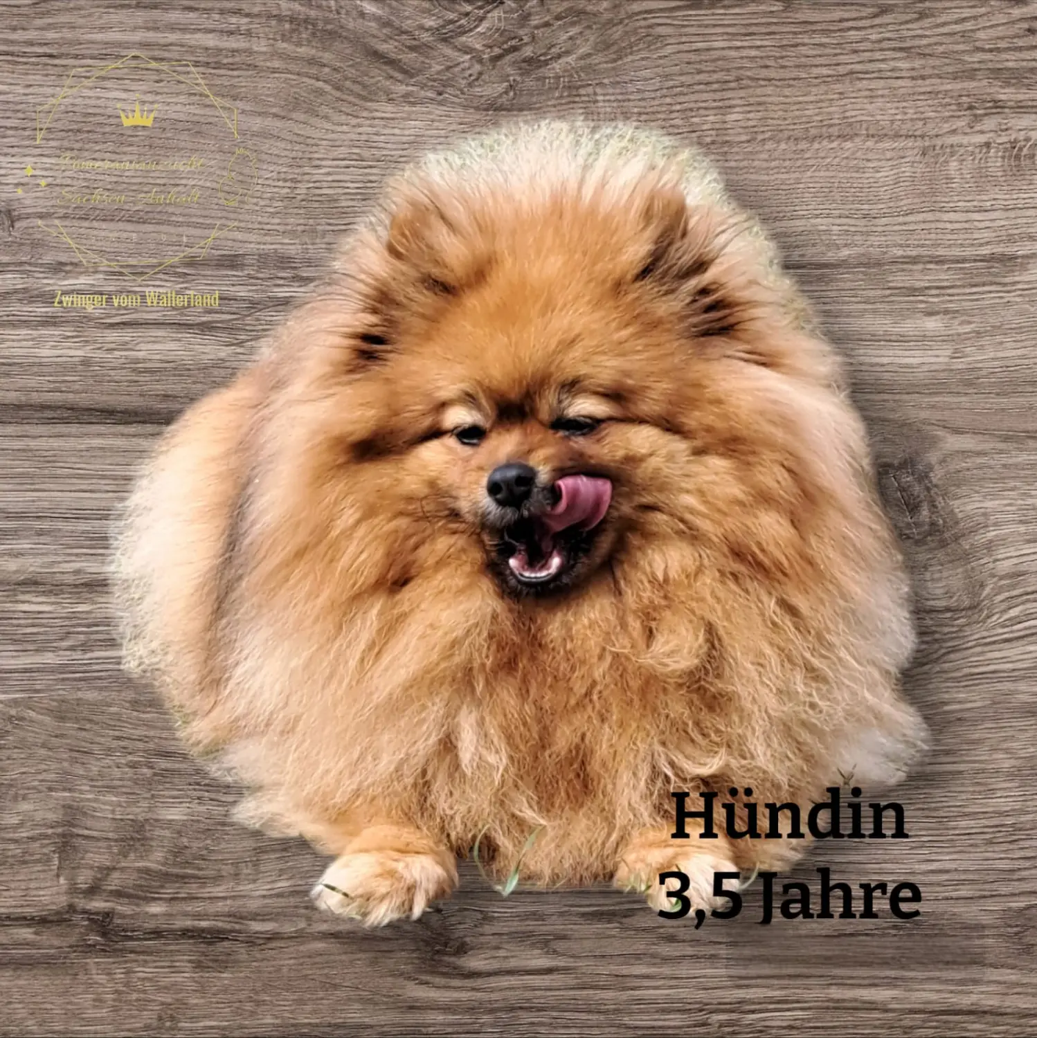 Pomeranianzucht - Hunderasse - Hund