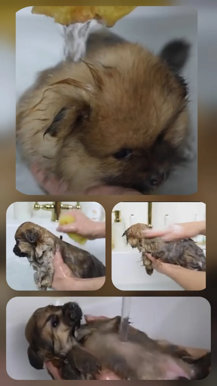 Pomeranianzucht - Hunderasse - Hundebaden