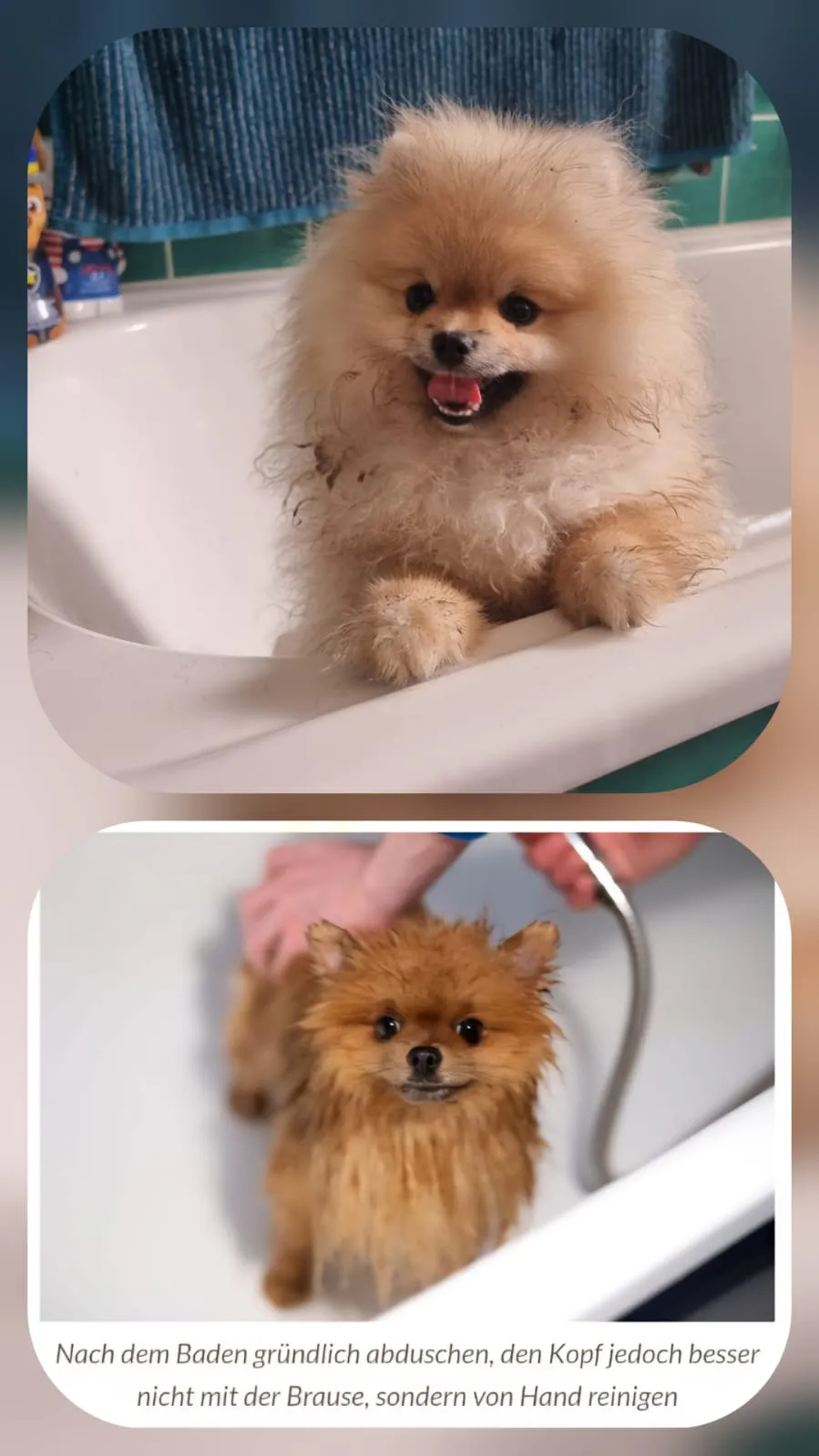 Pomeranianzucht - Hunderasse - Hundebaden