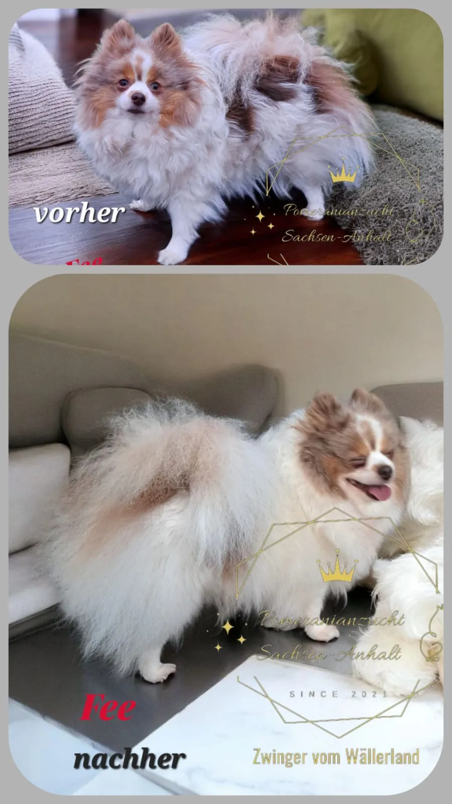 Pomeranianzucht - Hunderasse - Hundebaden