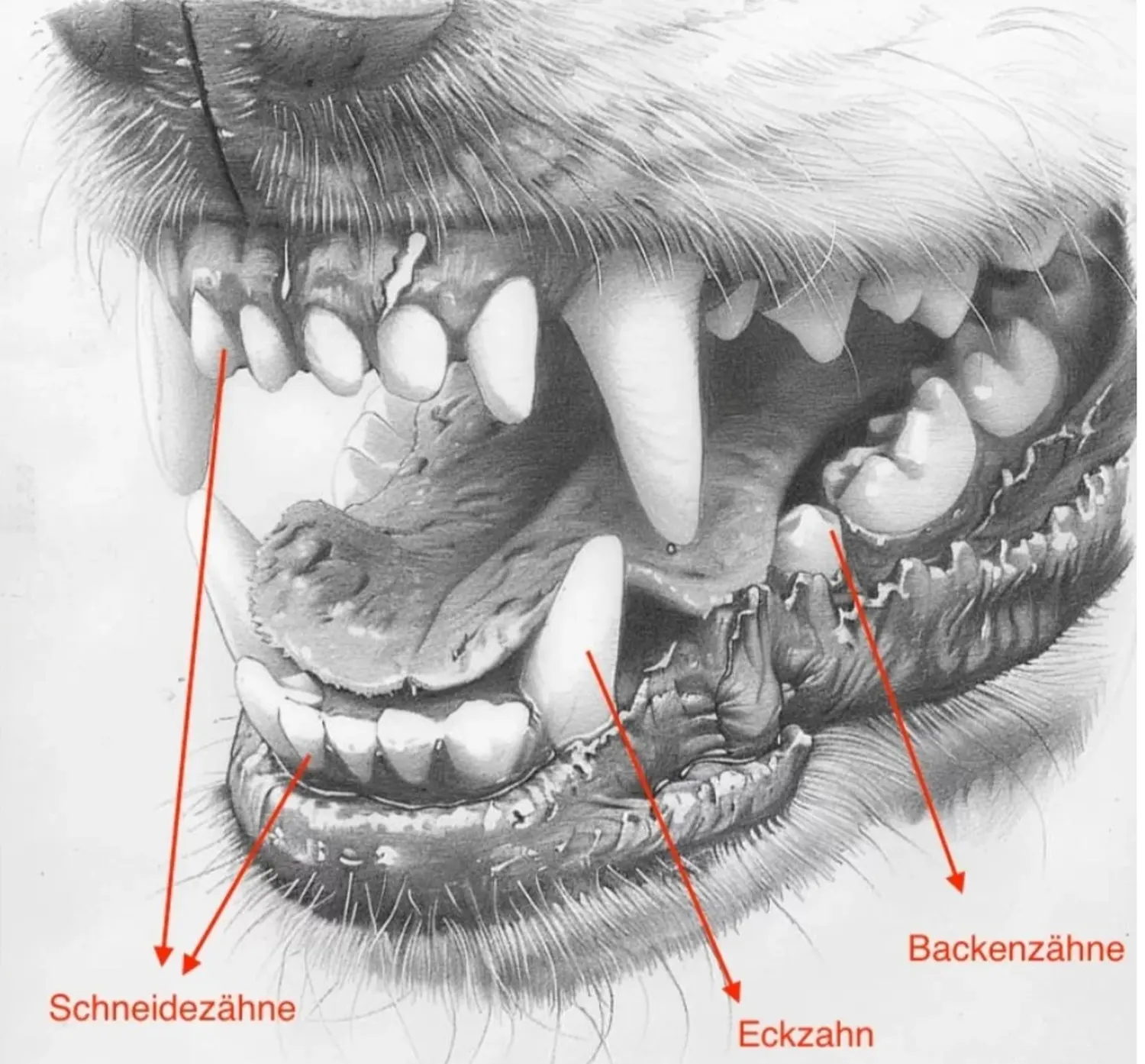 Pomeranianzucht - Hunderasse - Hundemauldiagramm