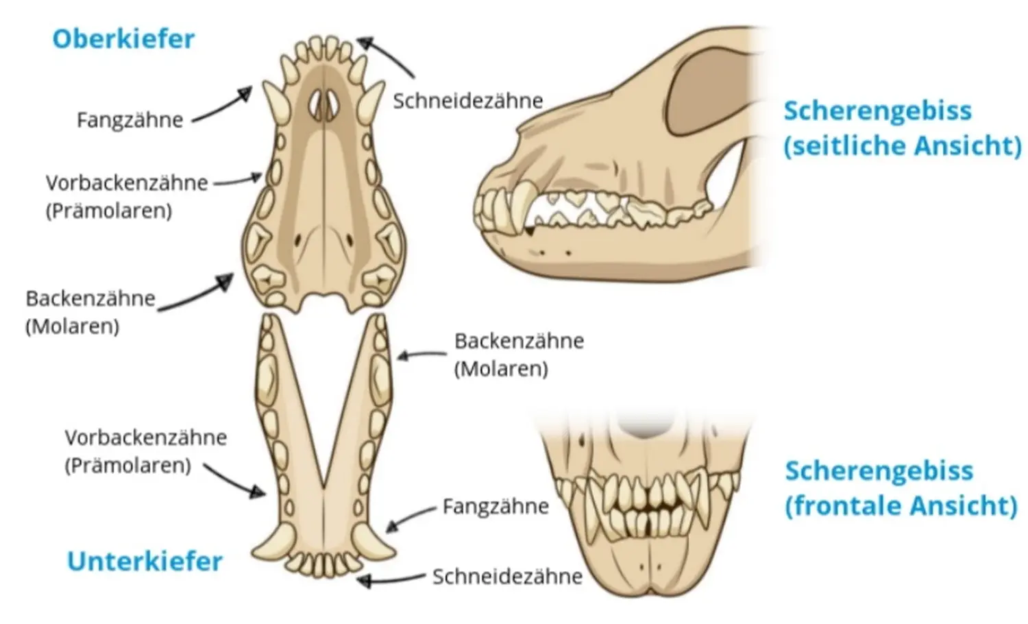 Pomeranianzucht - Hunderasse - Hundemauldiagramm