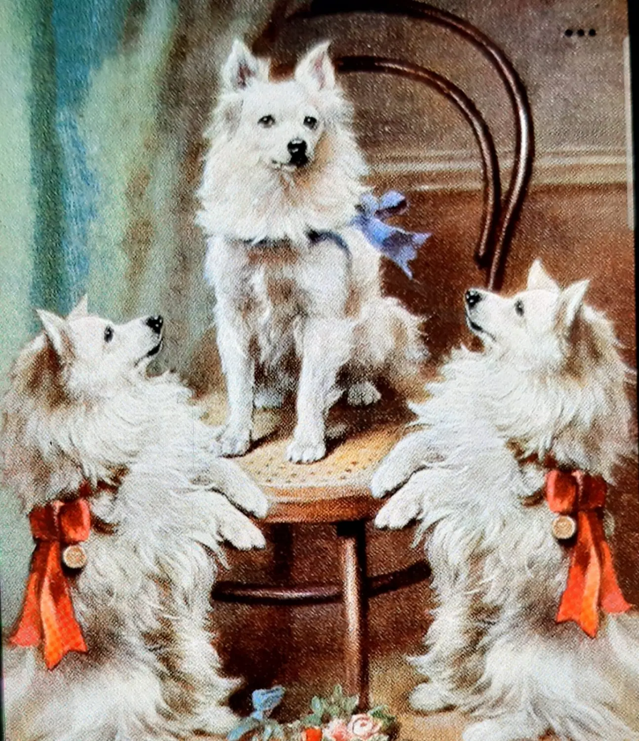 Pomeranianzucht - Hunderasse - Malerei