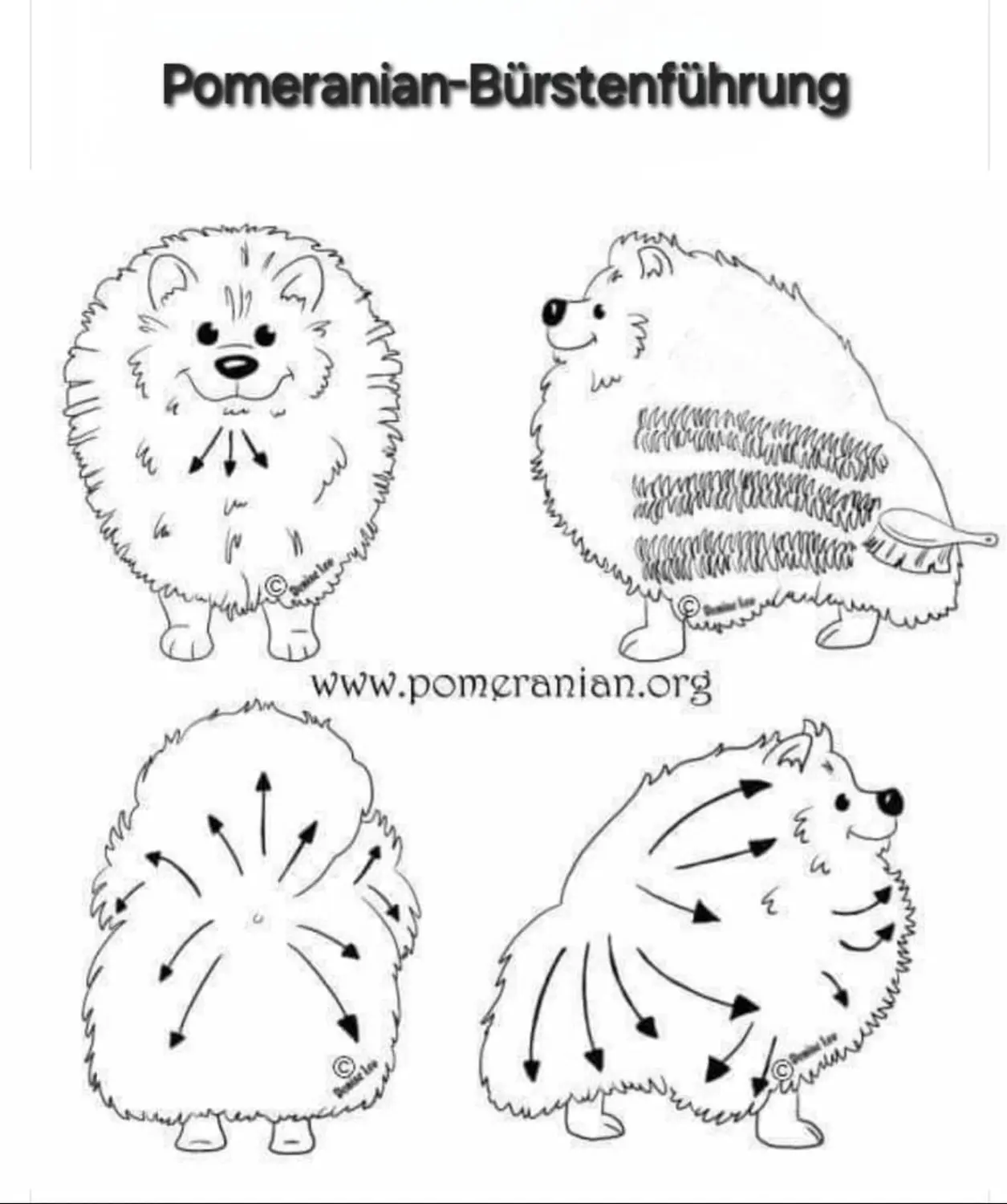 Pomeranianzucht - Hunderasse - Hundehaarbürste