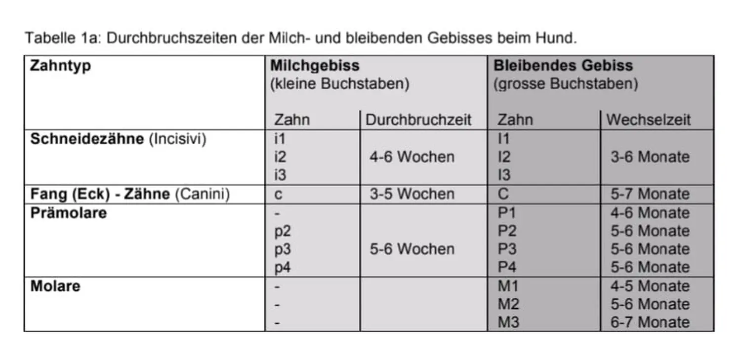 Pomeranianzucht - Hunderasse - Tabellendiagramm