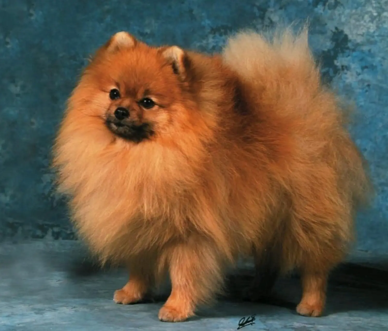 Pomeranianzucht - Hunderasse - Hund
