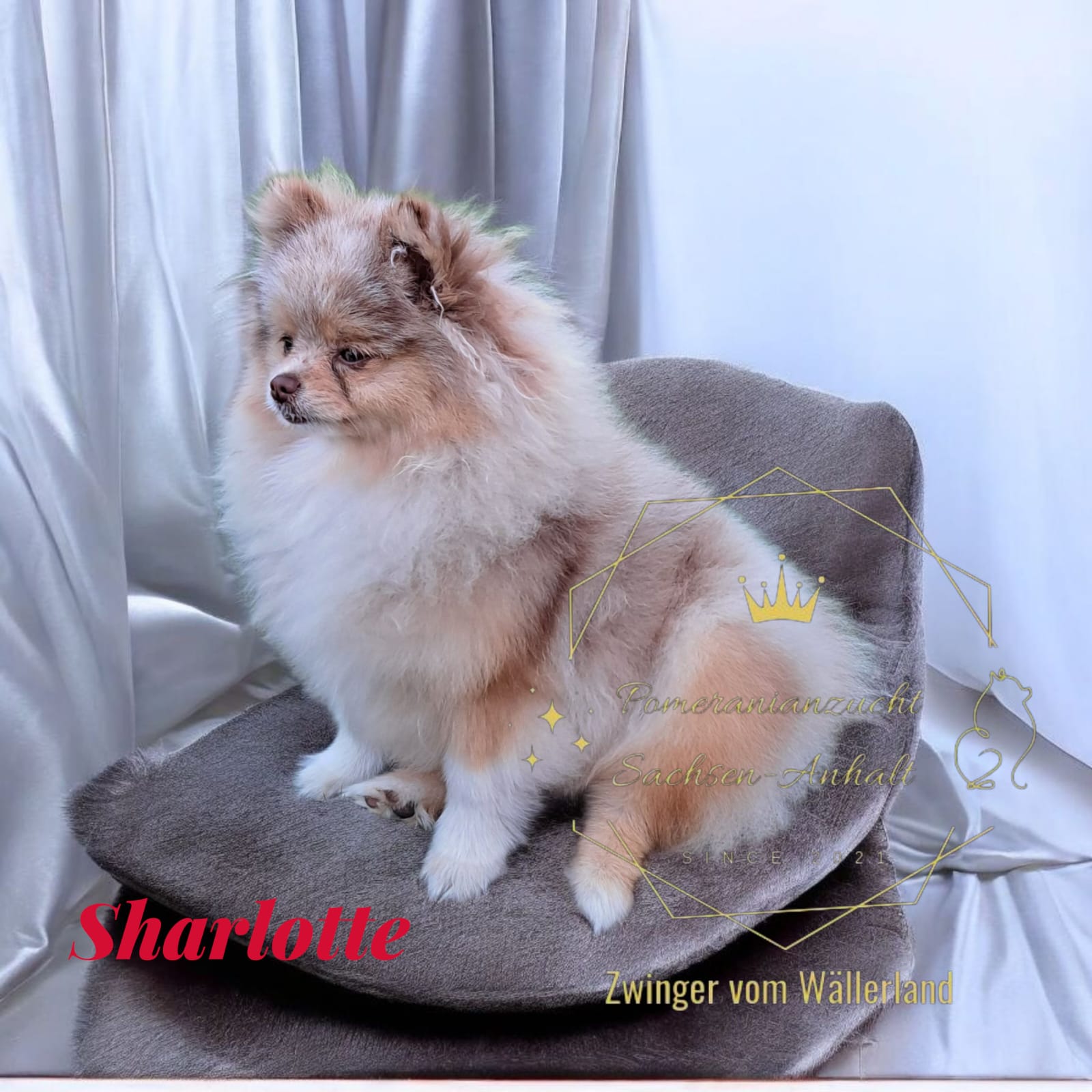Pomeranianzucht - Hunderasse - Hündin Sharlotte 