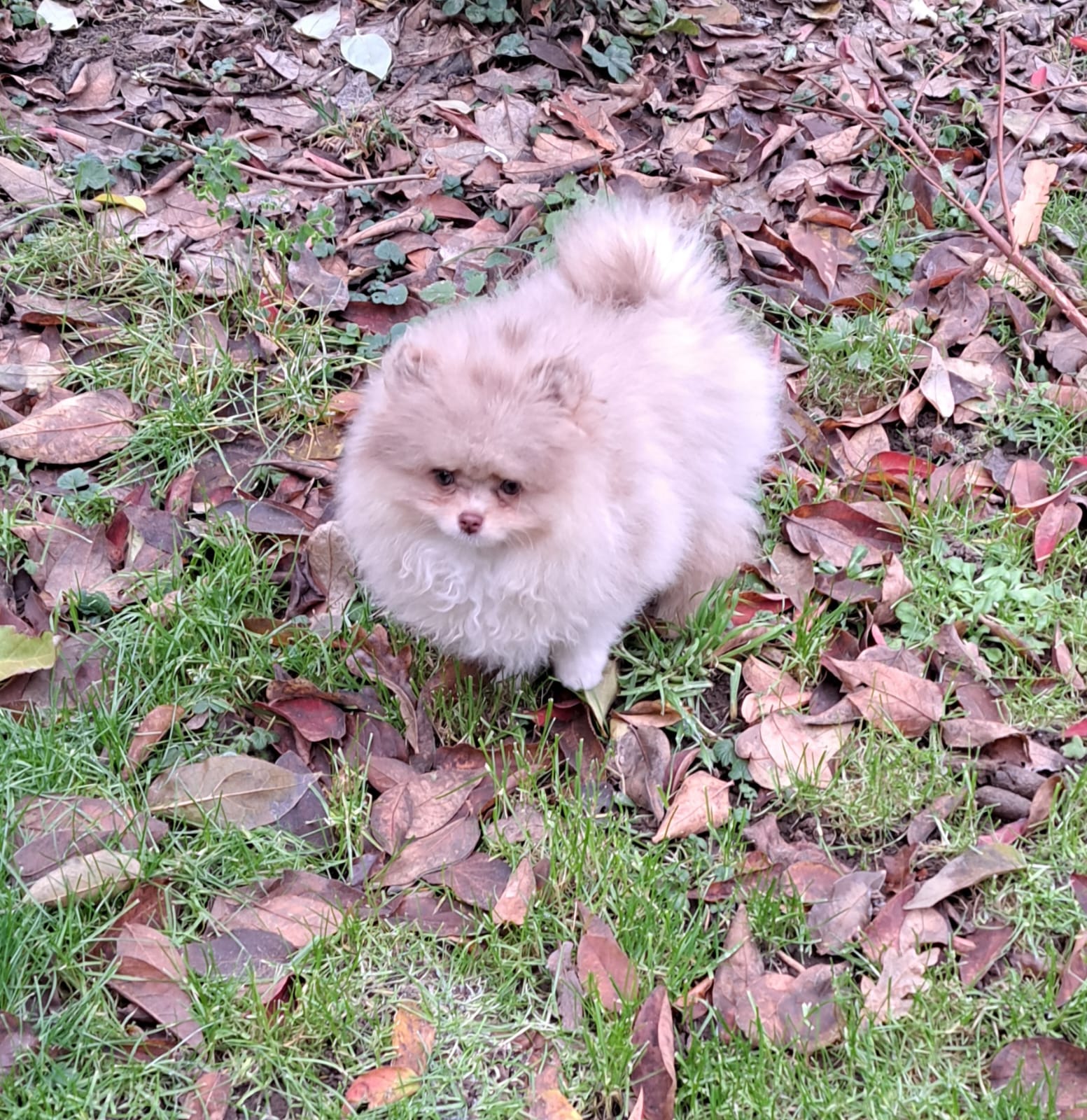 Pomeranianzucht - Hunderasse - Charly