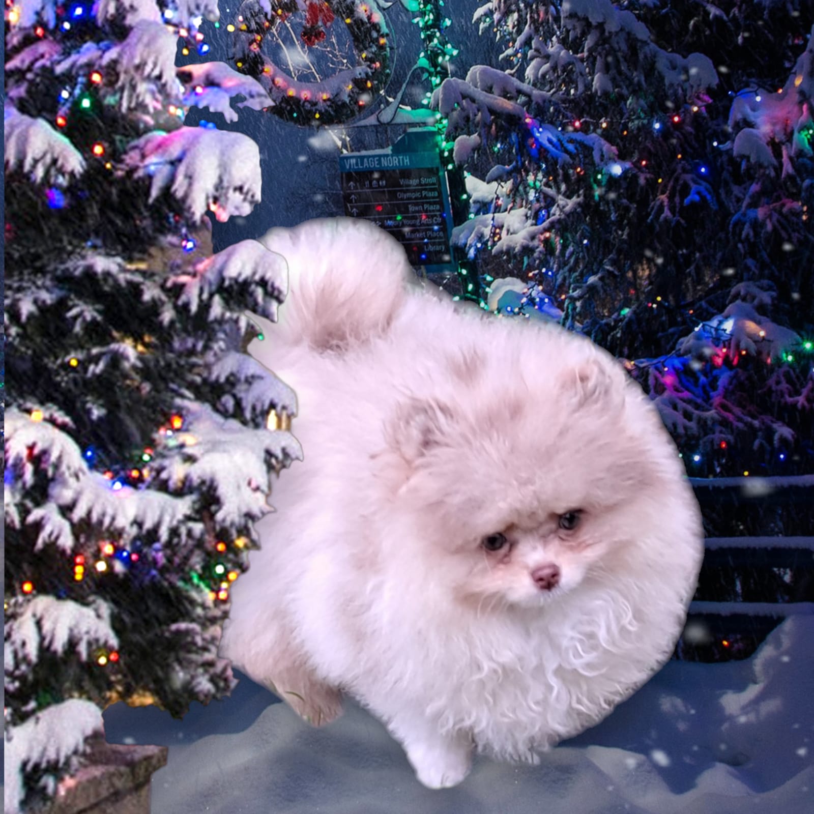 Pomeranianzucht - Hunderasse - Charly