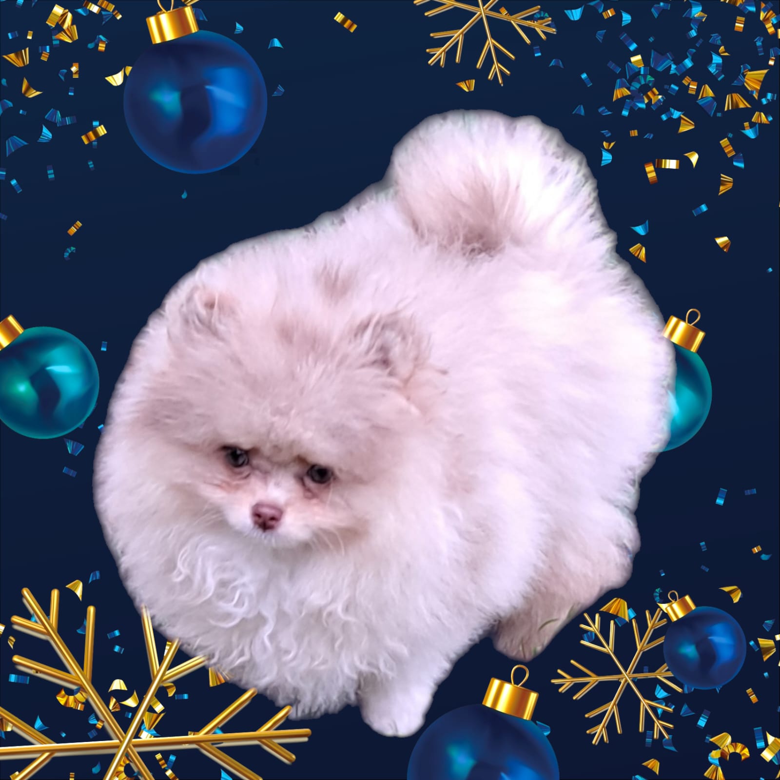 Pomeranianzucht - Hunderasse - Charly