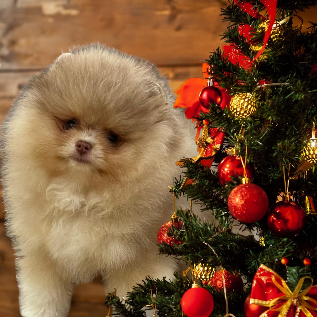 Pomeranianzucht - Hunderasse - Charly