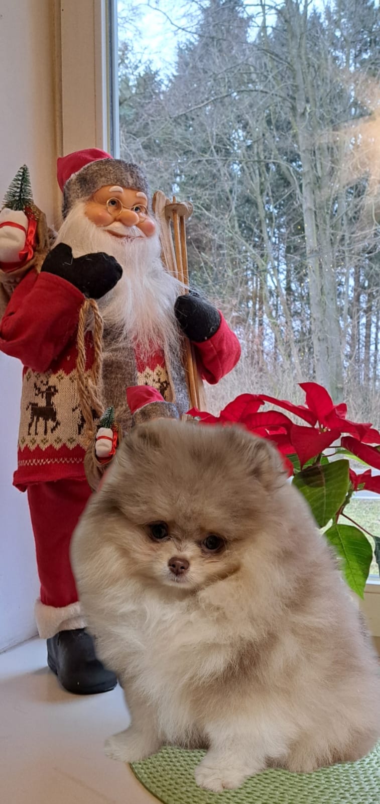 Pomeranianzucht - Hunderasse - Charly