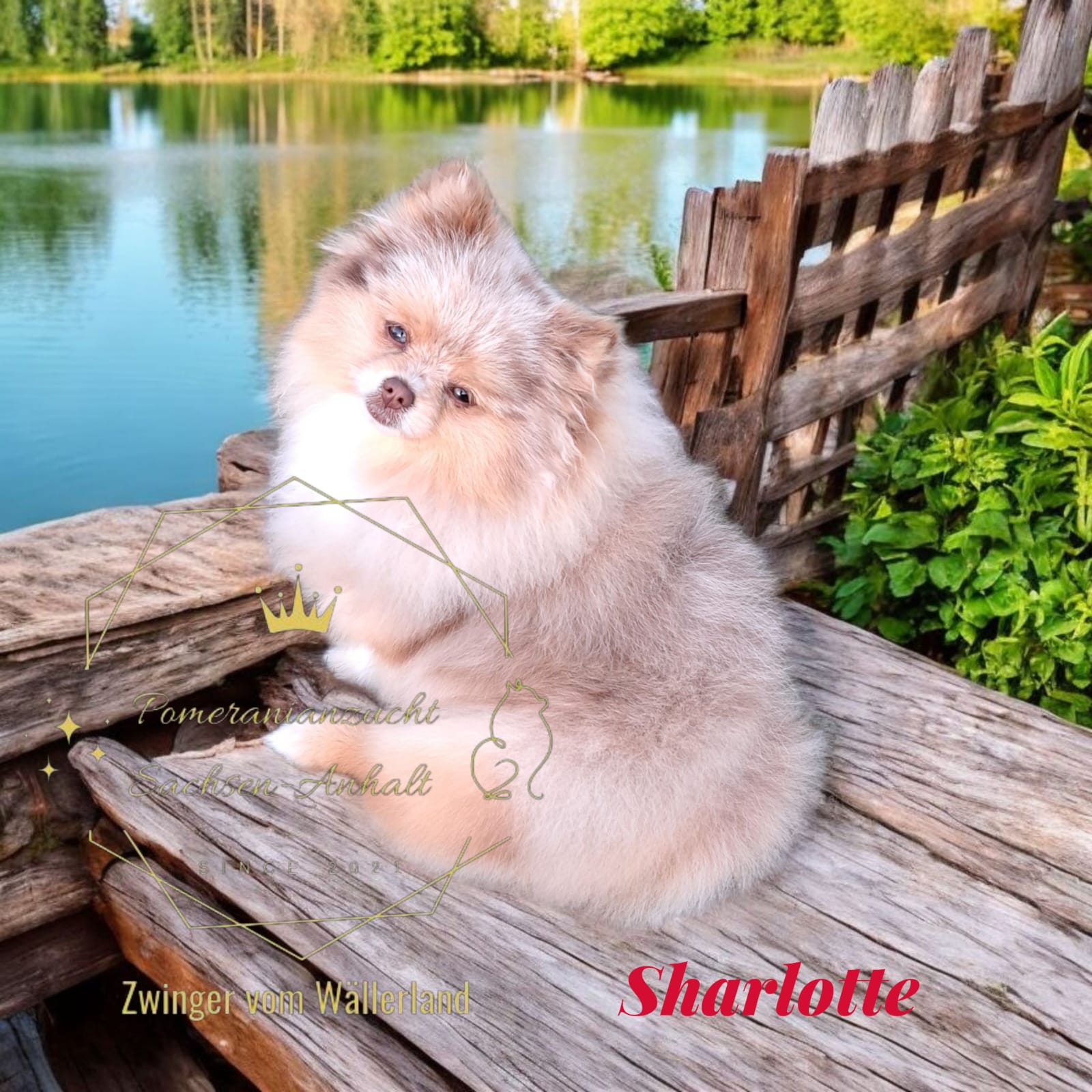 Pomeranianzucht - Hunderasse - Hündin Sharlotte 