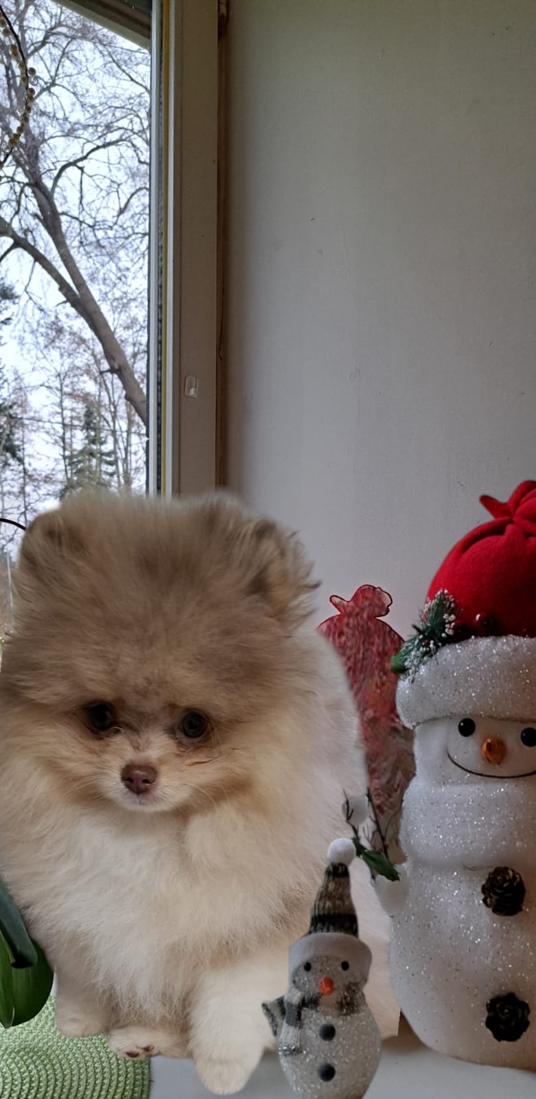 Pomeranianzucht - Hunderasse - Charly