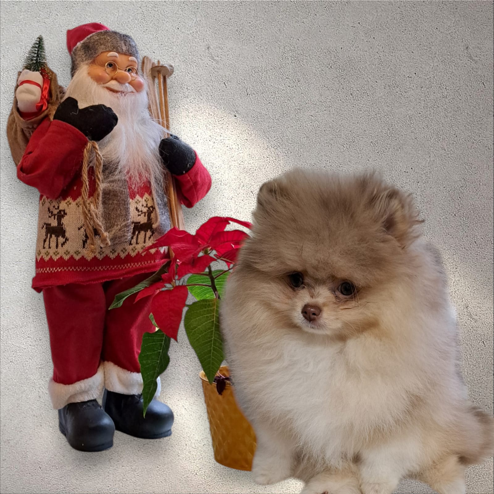 Pomeranianzucht - Hunderasse - Charly