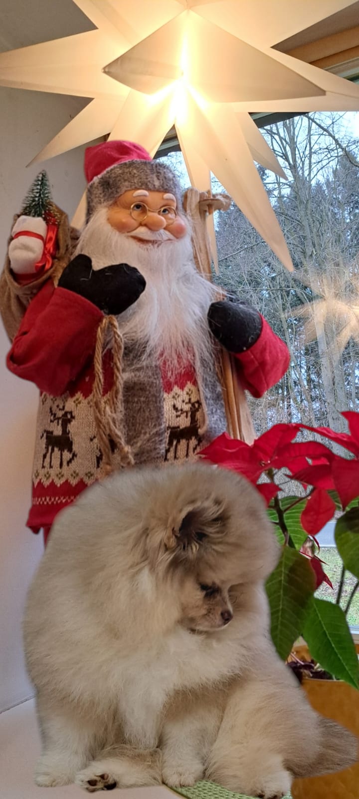 Pomeranianzucht - Hunderasse - Charly