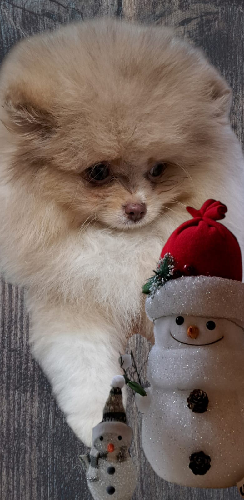 Pomeranianzucht - Hunderasse - Charly