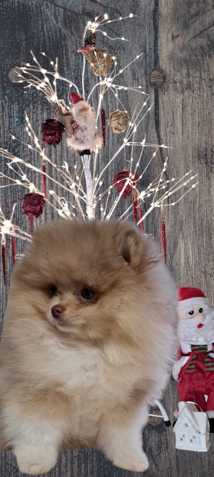 Pomeranianzucht - Hunderasse - Charly