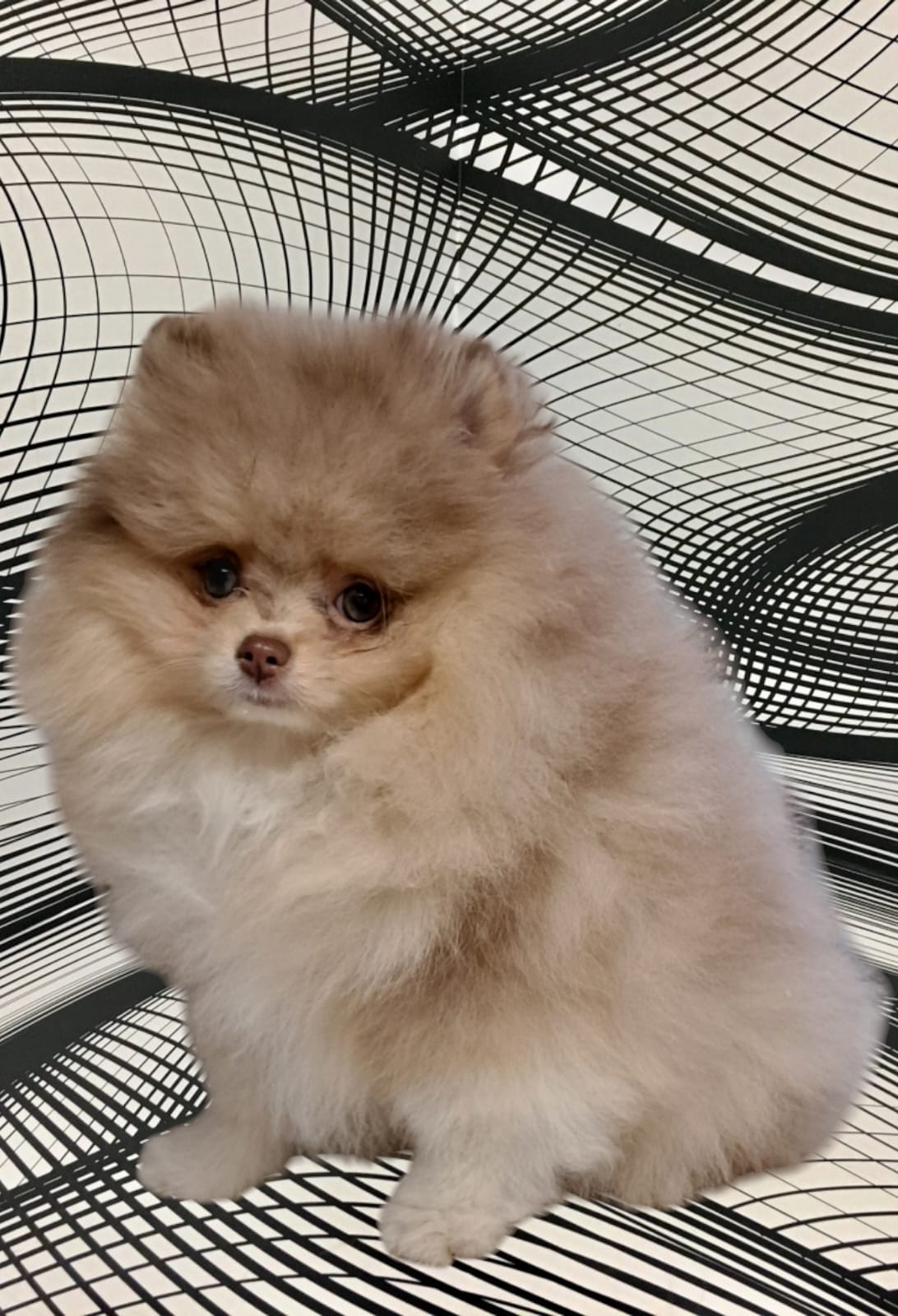 Pomeranianzucht - Hunderasse - Charly