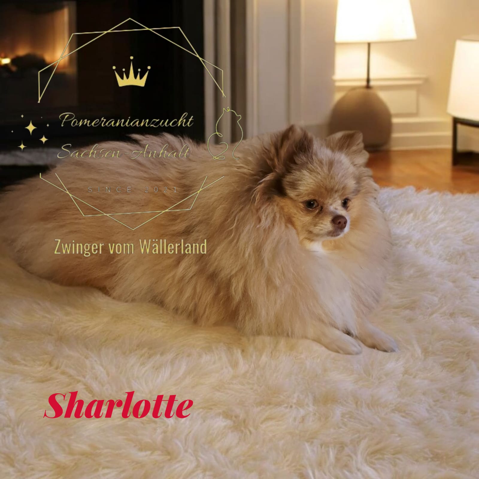 Pomeranianzucht - Hunderasse - Hündin Sharlotte 
