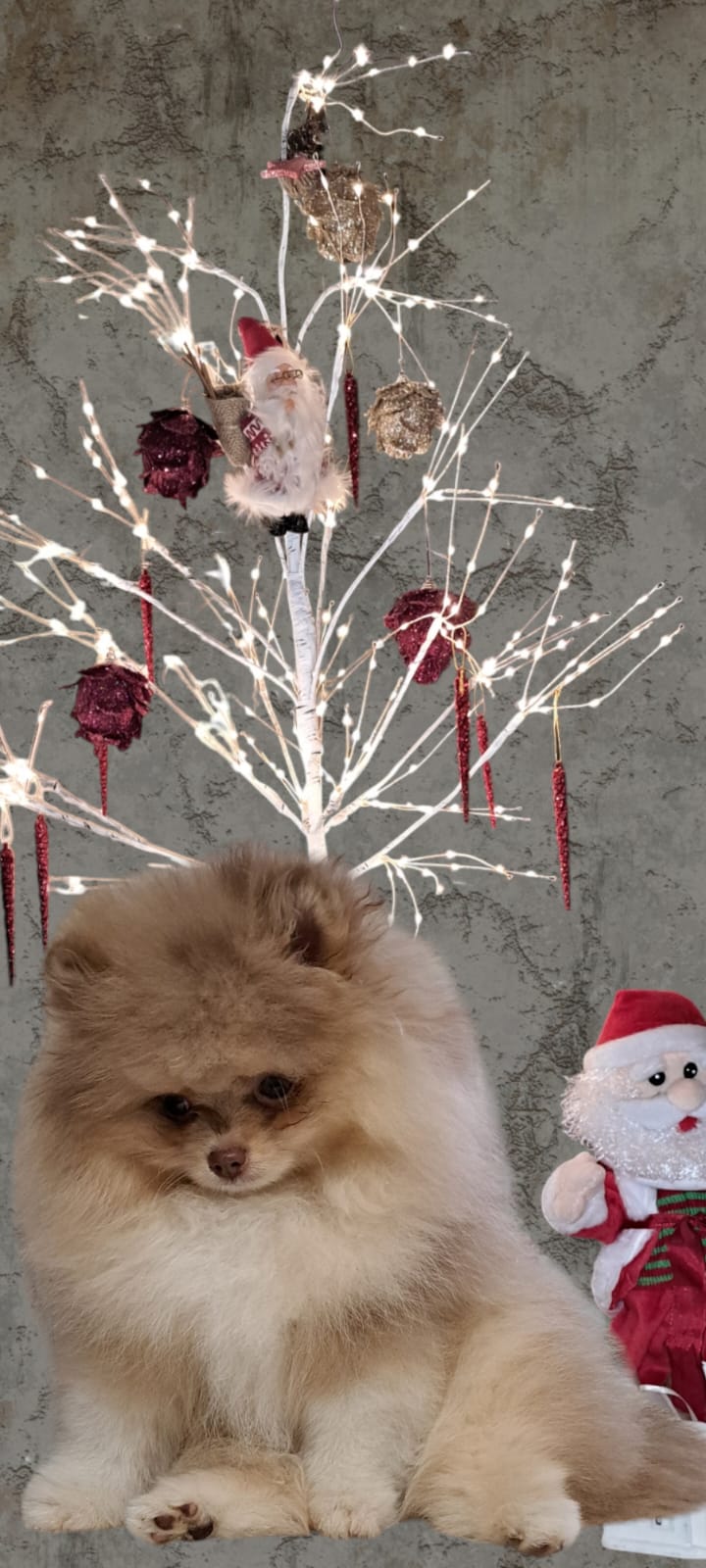 Pomeranianzucht - Hunderasse - Charly