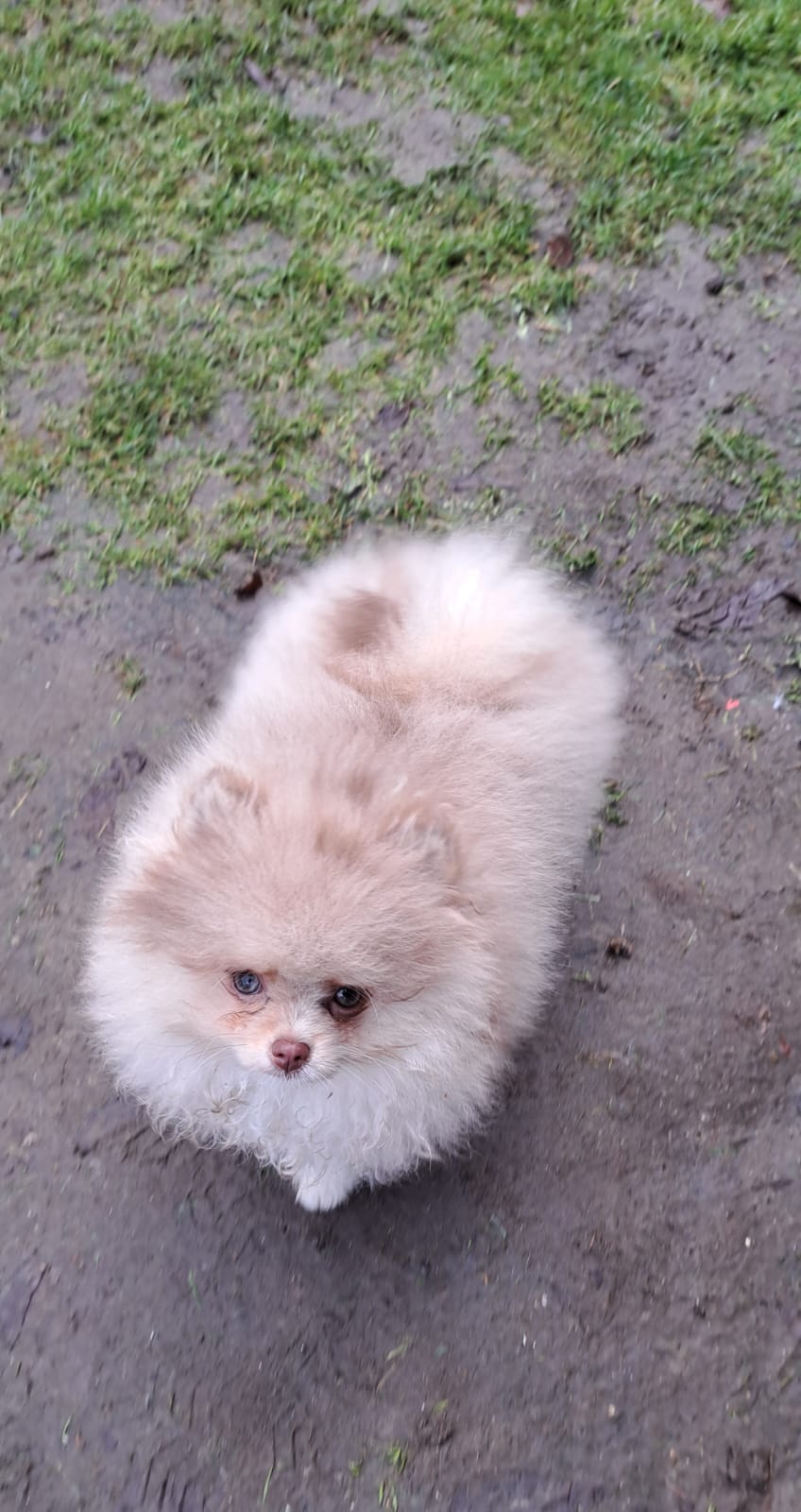 Pomeranianzucht - Hunderasse - Charly