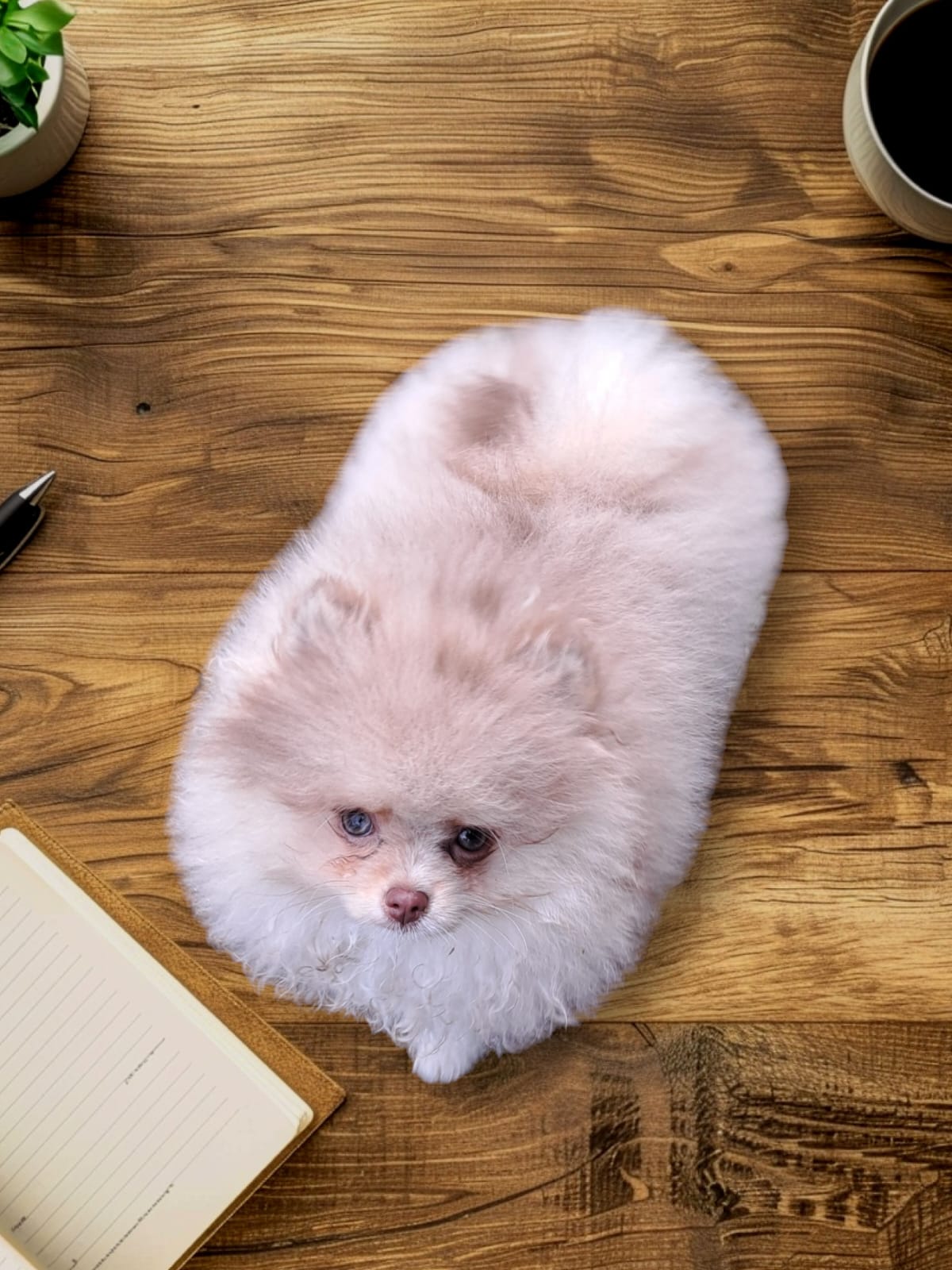 Pomeranianzucht - Hunderasse - Charly