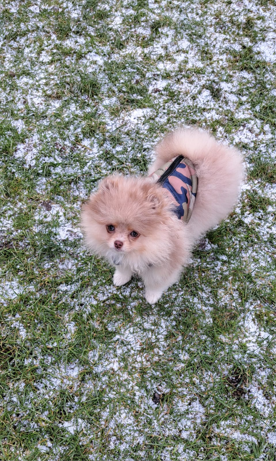 Pomeranianzucht - Hunderasse - Charly