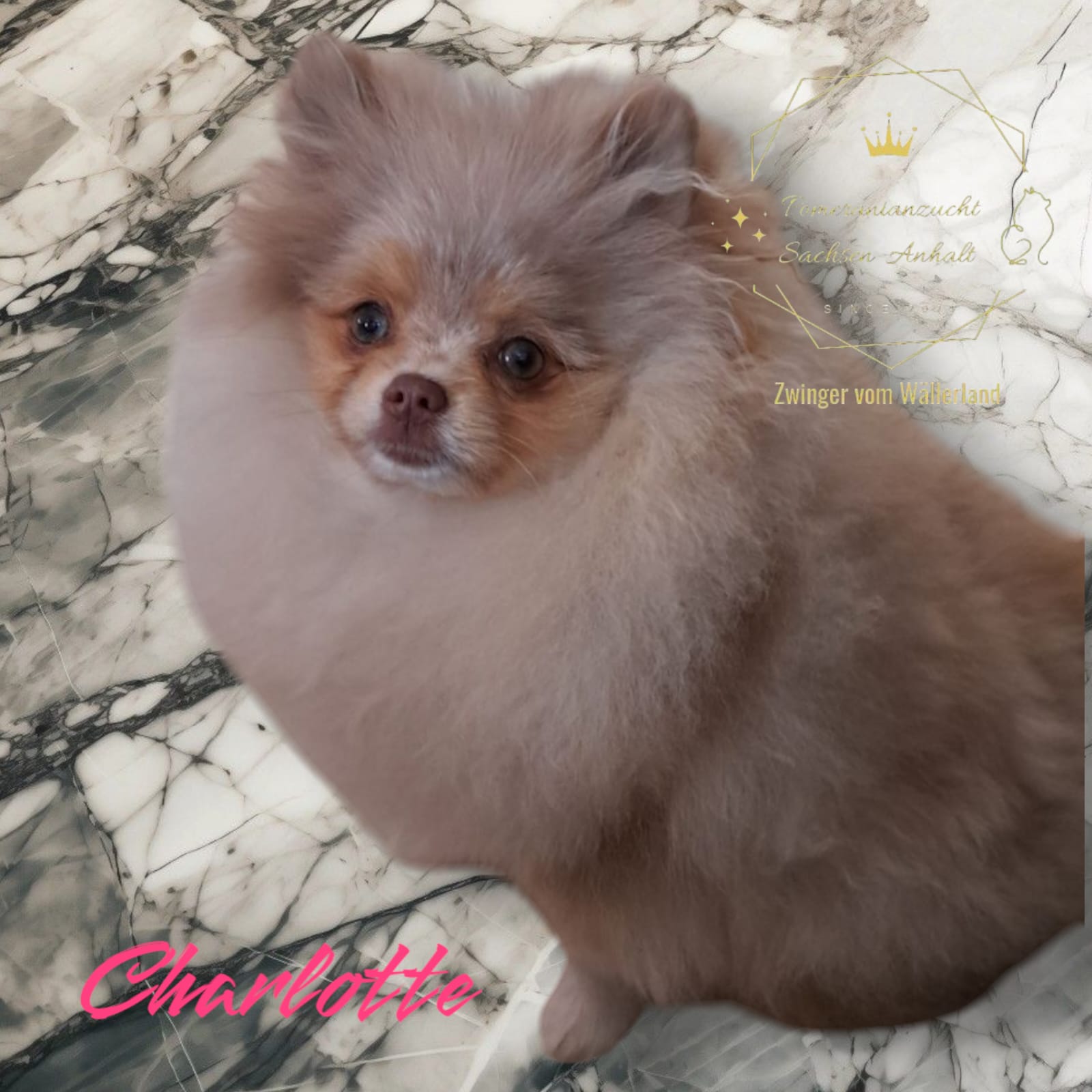 Pomeranianzucht - Hunderasse - Charly