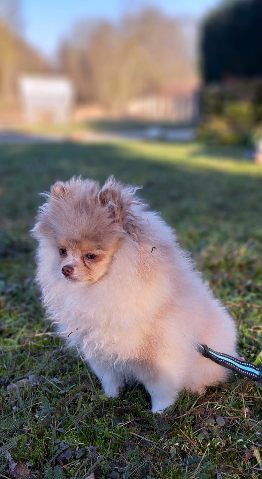Pomeranianzucht - Hunderasse - Charly