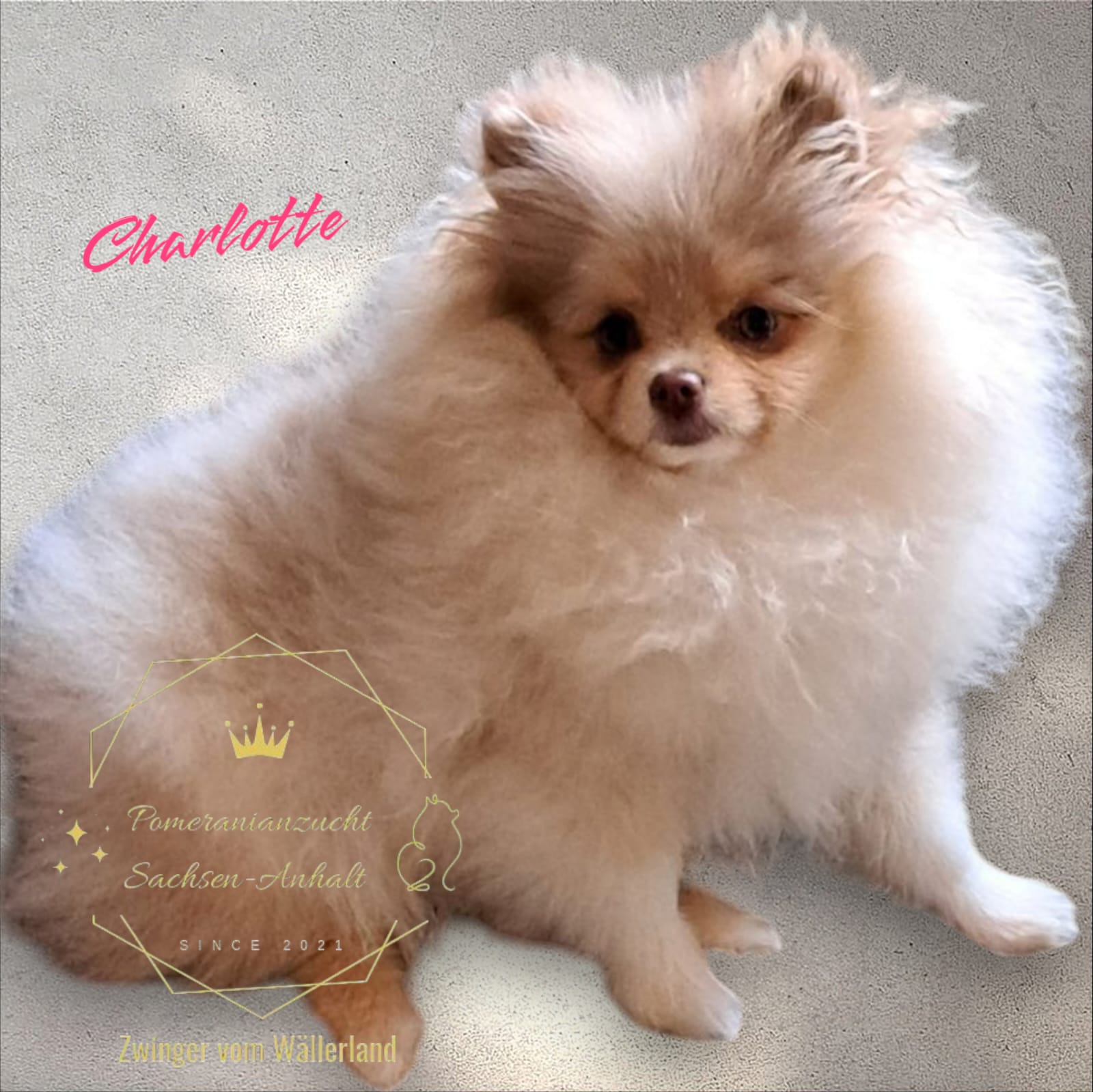 Pomeranianzucht - Hunderasse - Charly