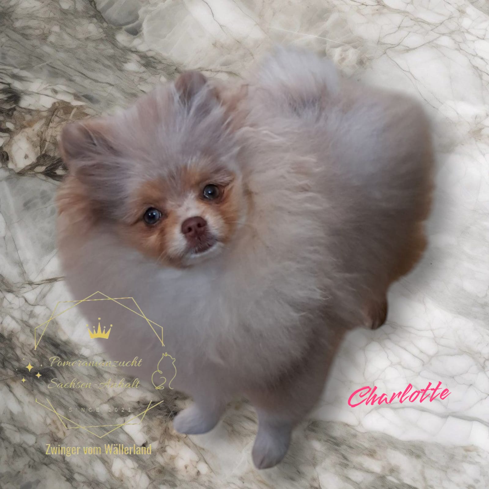 Pomeranianzucht - Hunderasse - Charly