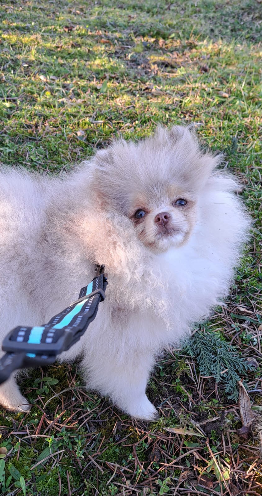 Pomeranianzucht - Hunderasse - Charly