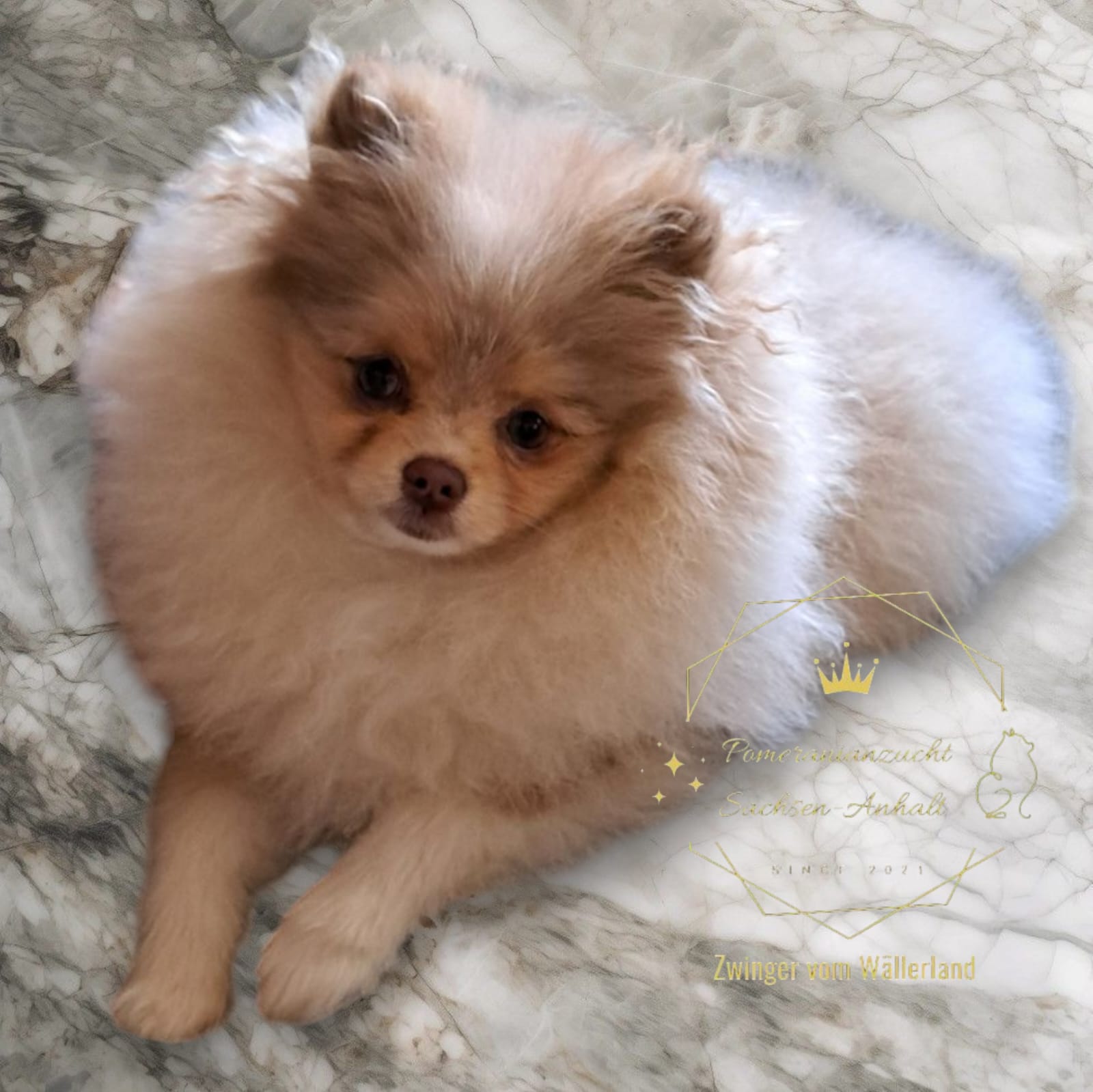 Pomeranianzucht - Hunderasse - Charly