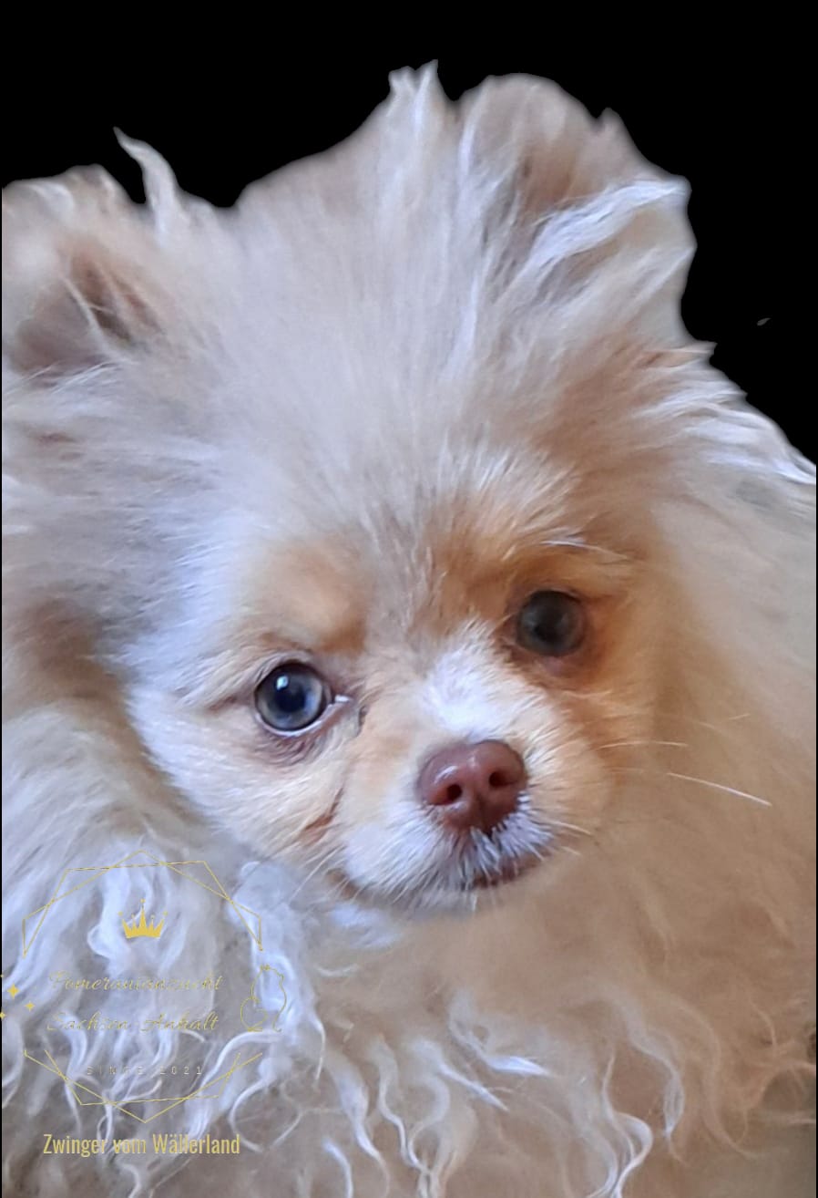 Pomeranianzucht - Hunderasse - Charly