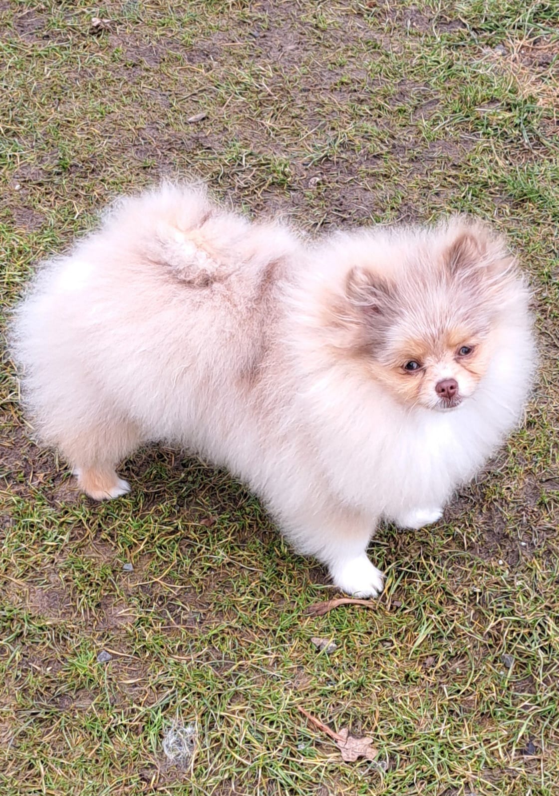 Pomeranianzucht - Hunderasse - Charly