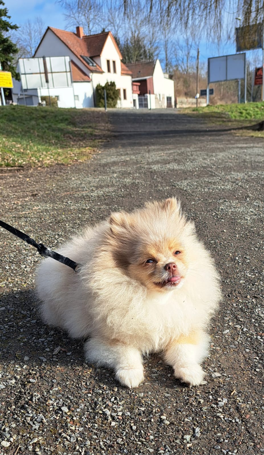 Pomeranianzucht - Hunderasse - Charly