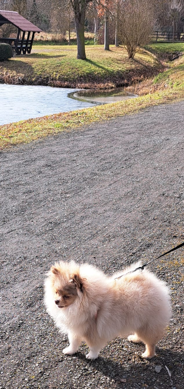 Pomeranianzucht - Hunderasse - Charly